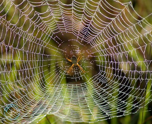 Spider in Web 9R030D-008.JPG